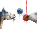 2pcs Hay Ball for Horses to Play with Relieve Stress Hay Feeder Ball Goat Feeder Hanging Feeding Toy Horse Treat Hay Feeder Toy, Durable TPR Feeding Horse Goat Sheep Relieve Stress