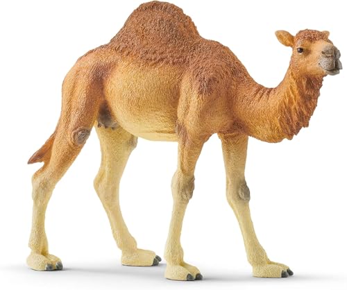 schleich Wild Life - 4" Dromedary Figurine with Realistic Hump - Durable Safari Camel Toy for Tactile Imaginative Play - Desert Animal Figure Educational Toy for Children - Kids Ages 3+ | 14832