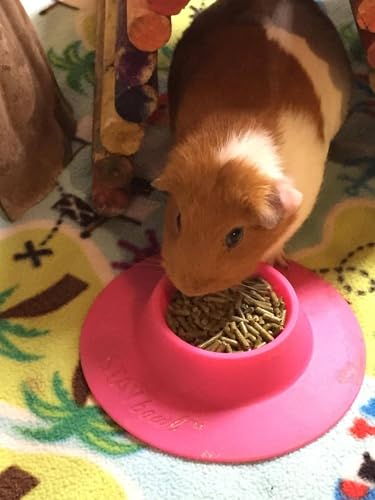 Tip-Proof Ergonomic Pet Bowl for Guinea Pig and Other Small Pets, 1/4-Cup Small Size, Fuchsia (Pink) - size: Small 1/4 cup