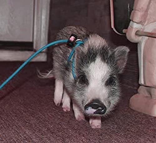 Mini Pig Harness & Leash -Adjustable- 12' in Length -Also fits Pot Bellied Pigs and Other Animals - Ferrets, Rabbits, Dogs, Cats (Teal) - color: Teal