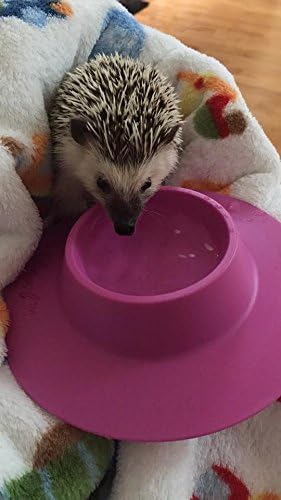 Tip-Proof Ergonomic Pet Bowl for Guinea Pig and Other Small Pets, 1/4-Cup Small Size, Lilac (Purple) - size: Small 1/4 cup