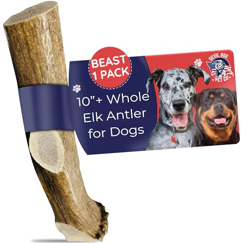 Devil Dog Pet Co Whole Elk Antlers for Dogs, Beast, Aggressive Chewers | Naturally shed Grade A Rocky Mountain elk antler, single ingredient, long lasting, extra thick and dense, 95 lb+ - style: WHOLE - Beast - 1 Pack