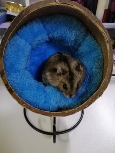 Ranslen Natural Coconut Hamster Hideout Hammock with Molar Toy Suspension Coconut Husk Hamster Bed House with Warm Pad Small Animal Guinea Pigs Habitat Decor Accessories Hanging Loop (Brown)