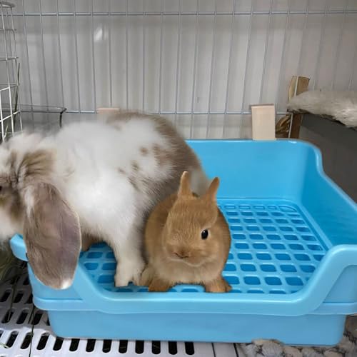 kathson Extra Large Rabbit Litter Box Trainer Rabbit Toilet Small Animal Potty Bunny Litter Pan Box for Adult Guinea Pig Rats Chinchilla Ferret Galesaur (Blue) - color: Blue