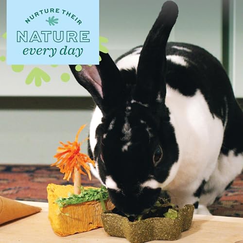 Oxbow Timothy Hay Star Dish, Rabbit & Guinea Pig Toy, Marigold Petals | Oxbow Enriched Life, Timothy Hay, Rabbit Chew Toys, Guinea Pig Enrichment, Guinea Pig Chew Toys, Rabbit Enrichment - size: 1 Count (Pack of 1)
