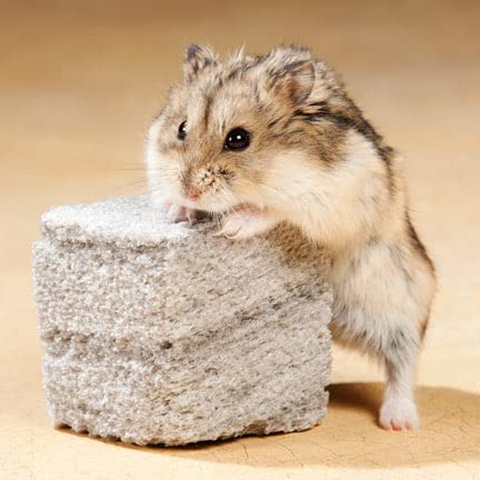 Exotic Nutrition Pumice Chew Block - Natural Volcanic Pumice Chew for Small Pets