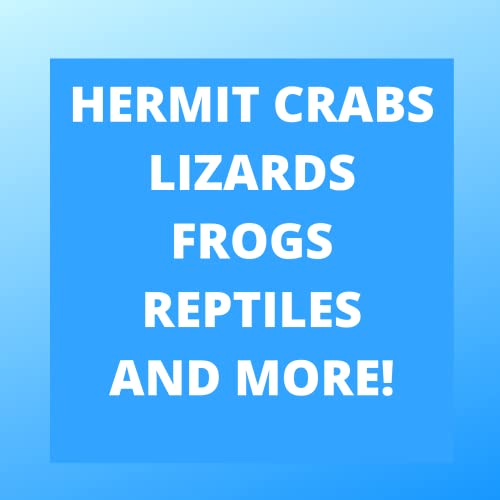 Needzo DIY Terrarium Supplies, Plastic Colorful Bridge Toy for Hermit Crabs and Small Animals, Bridges for Reptile Cages, 3 x 6.5 Inches (Bridge)