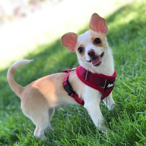 PUPTECK Soft Mesh Dog Harness and Leash Set Pet Puppy Cat Comfort Padded Vest No Pull Harnesses, Red, S - color: Red, size: S (NECK: 12", CHEST: 14"-18")