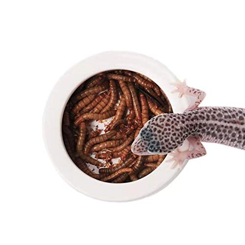 Reptile Food Water Bowl, 2 pcs Ceramics Worm Dish,Anti-Escape Reptile Water Feeder,Mealworm Bowl for Lizard Gecko Bearded Dragon, (S,M,L) (Medium) - size: Medium