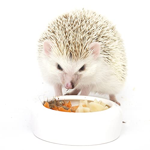 Hedgehog Treat Variety Pack - Healthy Natural Treat Sampler - Mealworms, Black Soldier Fly Larvae, Crickets, Apples, Carrots - Value Package