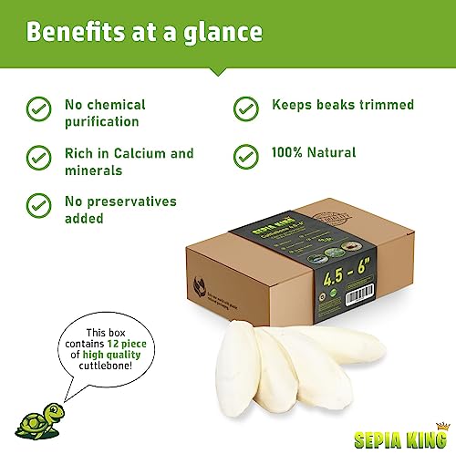 Sepia King - Medium - 100% Natural Calcium Supplement - Premium Cuttlebone Perfect for Birds, Tortoises, Snails, Reptiles - 12 Pack