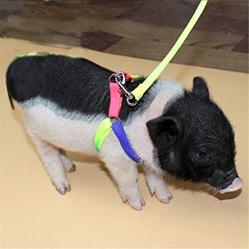 Pig Adjustable Harness Leash for Hog, Ferret, Rabbit, Dog and Similar Small Animals