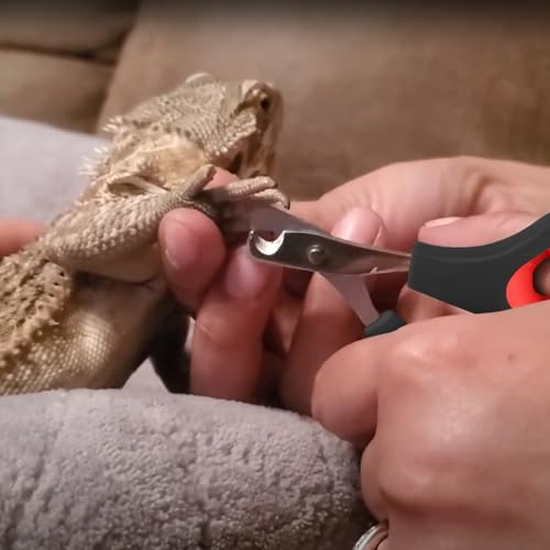 Bearded Dragon Nail Clippers with Precise Angled Edges | Stainless Steel Bearded Dragon Toe Nail Clippers (Reddish Black) - color: Reddish Black
