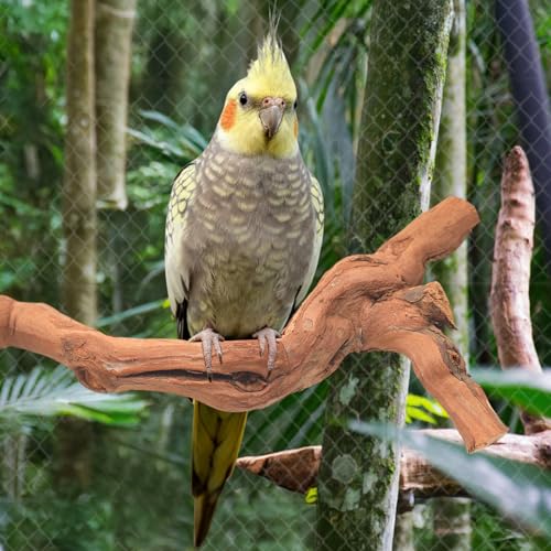 6-Piece Premium Bird Perch Stand with Natural Grape Wood Branch, Paw Grinding Fork, Chewing Stick, Cage Accessories for Parakeets, Budgies, Cockatiels, Finches, Lovebirds - size: 6Piece