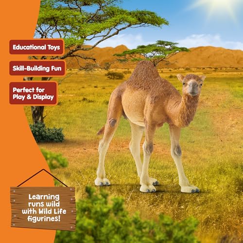 schleich Wild Life - 4" Dromedary Figurine with Realistic Hump - Durable Safari Camel Toy for Tactile Imaginative Play - Desert Animal Figure Educational Toy for Children - Kids Ages 3+ | 14832