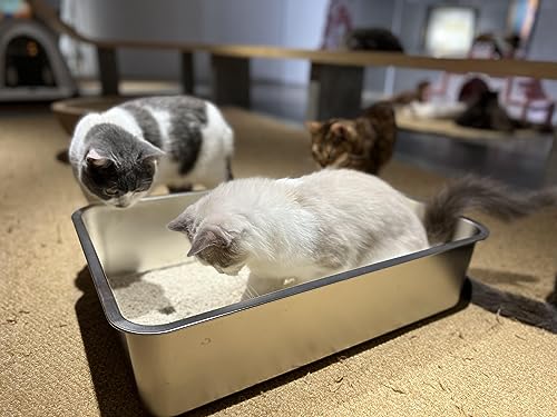 Stainless Steel Cat Litter Box, Large Metal Litter Box 23.5" Lx15.5 Wx6 H | Never Absorbs Odors,Stain Free, Rustproof, Non Stick Smooth Surface, Anti-Slip Rubber Bottom - color: 6" H, size: 23.5"L x 15.5"W