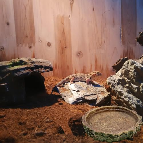 2 Pack Small Reptile Food Bowls, Reptile Feeding Terrarium Bowls for Bearded Dragon Lizard Frog Gecko Tortoise Hermit Crab Snail (Brown B) - color: Brown - 2 Pack S+M Bowls
