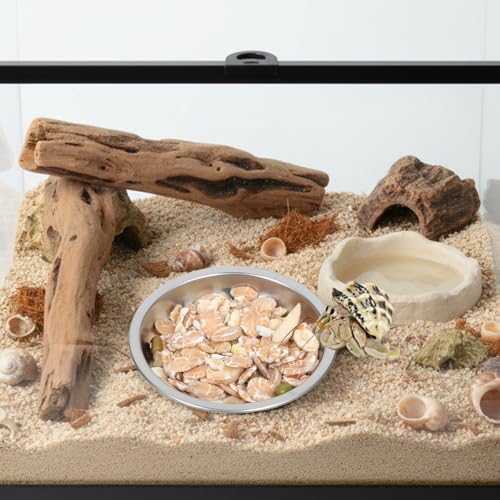 4 Pack Hermit Crab Food and Water Bowl, Small Stainless Steel Reptile Feeding Dish Bowl Mini Feeding Dishes for Hermit Crab Lizard Gecko Bearded Dragon Chameleon (2" W x 2" D x 0.4" H)