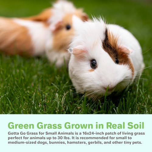Gotta Go Grass for Small Animals – Natural Real Grass Bedding & Pet Resting Pad, Grass Potty Pad for Rabbits, Guinea Pigs, Hamsters, and Small Pets, Odor Absorbent Grass Mat (Refill 2-Pack 16" x 24") - size: Refill 2- Pack