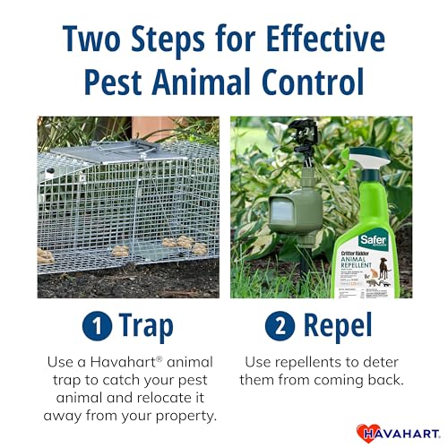 Havahart Medium 1-Door Live Animal Trap, Galvanized Steel Cage | Humane Catch and Release for Rabbit, Skunk, Mink, and Squirrel, Spring-Loaded Door, 1078SR