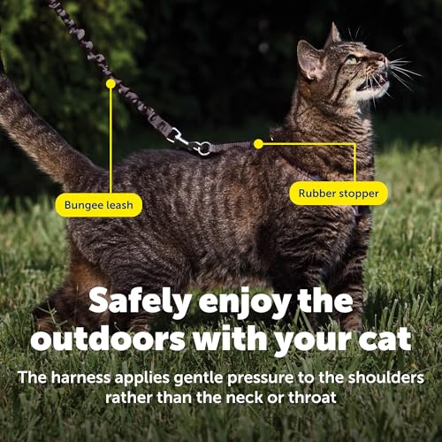 PetSafe Come with Me Kitty Harness and Bungee Cat Leash, Black, Small | Adjustable 2-Point Fit Applies Gentle Pressure to Shoulders, Not Neck, for Kittens and Small Cats with 9 in - 11 in Girth - color: black/fawn, size: Small (Pack of 1)