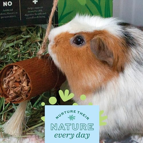 Oxbow Natural Dangly Party Pack, Rabbit & Guinea Pig Toys, Enrichment | Rabbit Chew Toys, Guinea Pig Enrichment, Guinea Pig Chew Toys, Rabbit Enrichment, Natural Materials, Small Pet Accessories - style: Dangly Pack