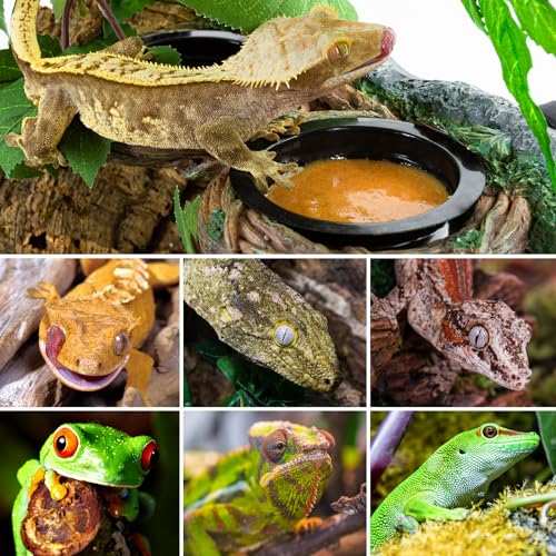 REPTI ZOO Magnetic Reptile Feeding Ledge, Gecko Feeder Ledge with 4PCS Cups, Hollow Vine Food Dish, Reptile Water Bowl for Bearded Dragon Lizard Snake Turtle, Terrarium Tank Accessories - size: Magnetic- Dual Feeder