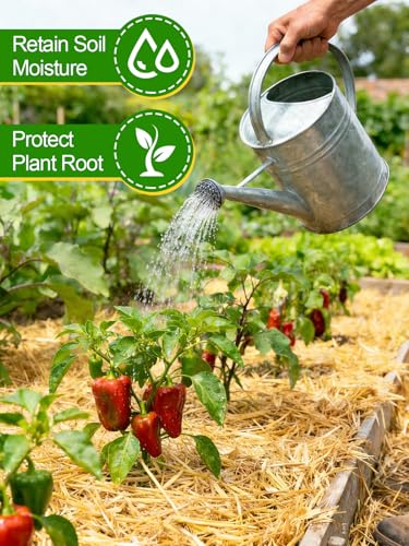 Acostop Natural Dry Wheat Straw for Garden Mulch Stray Cats Dogs Shelter | 3 LB Clean Soft Warm Chicken Coop Yard Farm Pets Bedding, Decorative Straw Bale, Landscaping Weed Cover - size: 3 LB