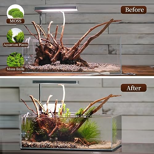 Natural Large Driftwood for Aquarium Decor Fish Tank Decor Reptile Decor | Assorted Driftwood Branch, Natural Driftwood for Aquascaping and Reptile Decor - size: Spiderwood 13 to 17 Inch(Pack of 1)