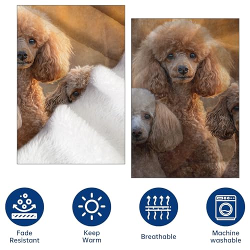 Realistic Poodle Flannel Throw Blanket 40x50 Inch, Elegant Dog in Warm Sunset Light Blankets Soft Cozy Fleece Throws for Pet Lover Bed Sofa Dorm Living Room Puppy Home Decor Gifts - color: Poodle02, size: 40"x50"