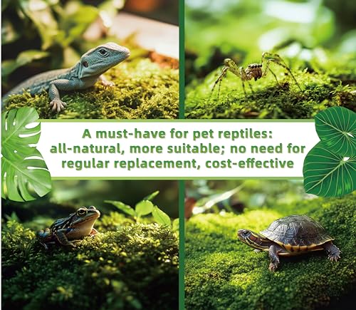 Live Moss for Terrarium Bedding & Reptile Enclosures | Moisture-Holding Layer, Humid Hide Accent, Forest-Floor Look, Easy to Trim, For Frogs, Geckos, Turtles, Snakes