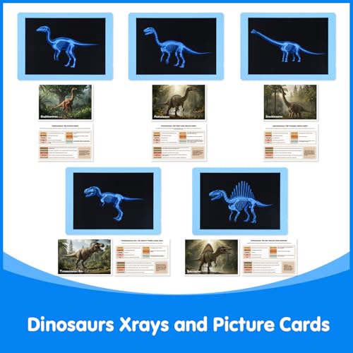 15 Pcs Dinosaur Xrays & Creatures Cards - Light Table Toys | Mythical Creatures Science Kit for Role Play - style: Dinosaur Series