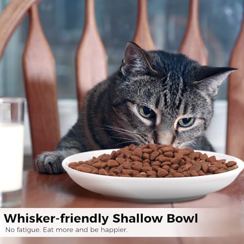 10 Ceramic Cat Feeding Bowls, 6 Inch Wide Shallow Plates for Dry/Wet Food | Reduces whisker contact; lead-free; holds water too; dishwasher safe; stable heavy design; for cats & small dogs - color: White