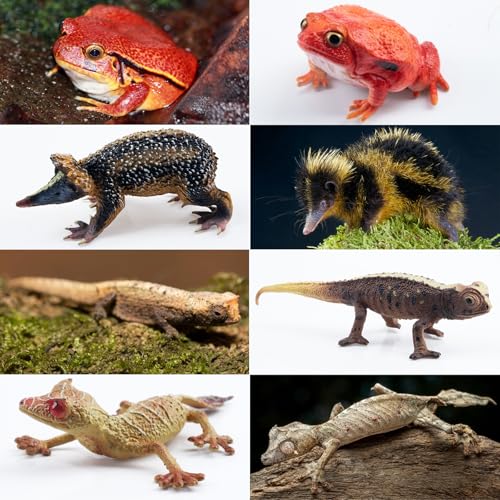 Toymany 12PCS Madagascar Animal Figurines Set, Realistic Lemur Jungle Animal Toys Set Includes Chameleon, Tortoise,Gecko,Fossa,Sifaka -Educational Forest Animals Figure Toy Collection for Kids Adults - style: Jungle Animal-1