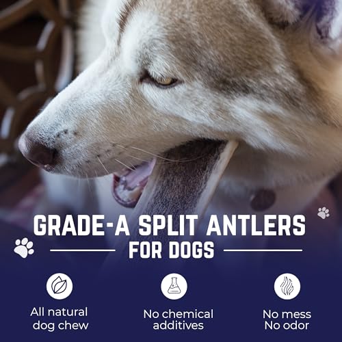 Devil Dog Pet Co Split Elk Antlers for Dogs, Small 2 Pack, Long Lasting | Naturally shed Grade A elk antler split for marrow access, single ingredient, 7/10 hardness, 4 in+, up to 20 lb - style: split - Small - 2 Pack