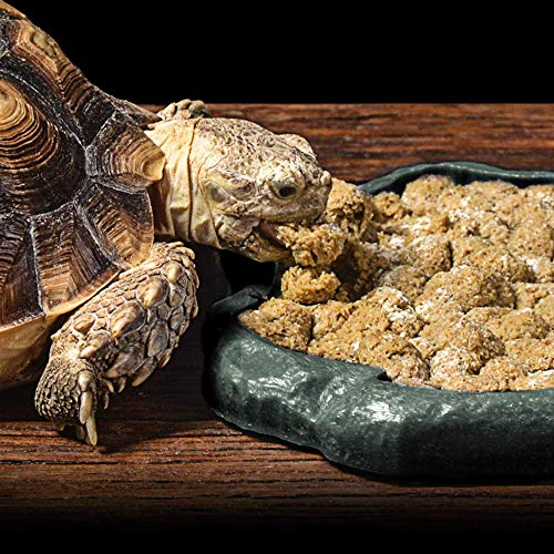 SLSON Small Reptile Feeder Terraium Bowl Plastic Shallow Reptile Feeder for Food and Water Feeding Dish for Lizard Gecko Junior Bearded Dragon,Small Green