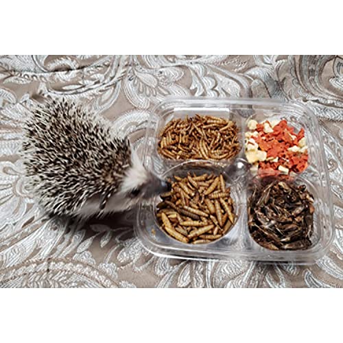 Hedgehog Treat Variety Pack - Healthy Natural Treat Sampler - Mealworms, Black Soldier Fly Larvae, Crickets, Apples, Carrots - Value Package
