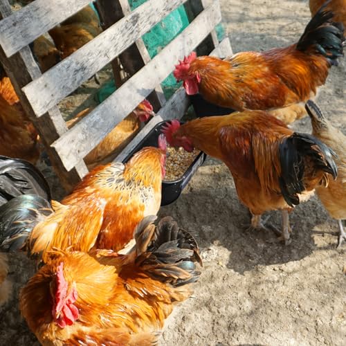 Goovilla Chicken Feeder Waterer, Hanging or Screw-in, 2 Pack 5 Quart, Black | With Clips and Screws, Goat Feeding Supplies, Duck Piglet Sheeple Coop Dog Livestock Poultry Plastic Feeder Trough Bucket - color: Black, size: 5 Quart