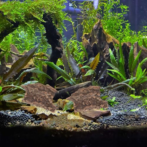 Beavorty 10Pcs Reptile Tree Bark Decor Natural Cork Bark Platform for Lizards Spiders Hamsters Reptile Habitat Climbing and Resting Basking Terrace 3.93X3.54X0.19In