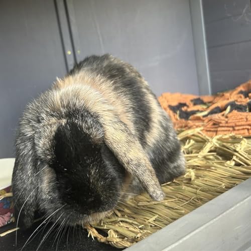 PINVNBY Straw Mats for Rabbits,11.0"x8.3" Natural Bunny Grass Mat,Handwoven Rabbit Hay Mat Small Animal Bedding Chewable & Cooling Mat - Eco-Friendly Cage Liner Nesting Toy(4 PCS) - size: 【4 PCS】