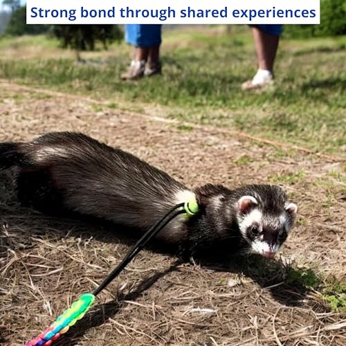 Ferret Leash Harness Adjustable Squirrel, Ferret Leash and Harness Sets for Ferrets Guinea Pig Chinchilla Rat Dragon Bearded Small Animal, Pet Squirrel Ferrets Accessories (Pink) - color: Pink