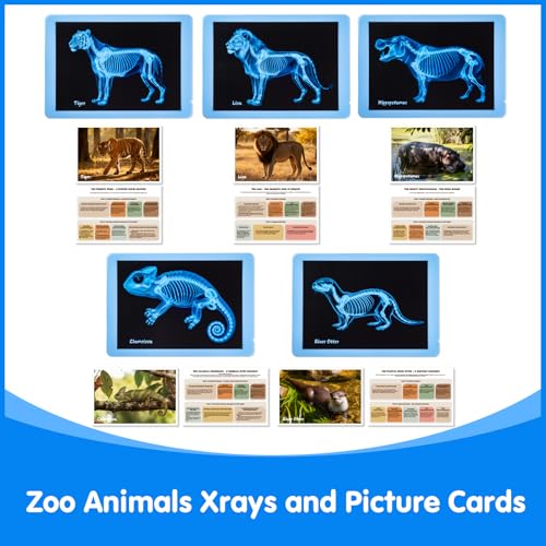 15 Pcs Zoo Animal Xrays for Kids - Light Table Manipulatives | Vet Role Play, Light Table Accessories, and Bone Structure Exploration - style: Zoo Series