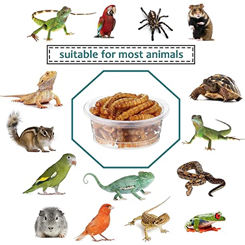 0.5oz Crested Gecko Food and Water Feeding Cups, Reptile Feeder Bowls, Plastic Replacement Food Dish for Lizard and Other Small Pet Ledge Accessories (100 pcs) - size: 0.01 Fl Oz (Pack of 100)