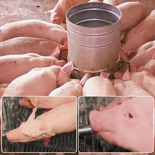 Joywayus 5PCS 1/2 Stainless Steel Automatic Pig Nipple Water Drinker Feeder Waterer + 5PCS 1/2 Female to 3/4 Male Brass Water Tank Connector Bulkhead Fitting Kit for Sows Piglets Drinking - color: silvery + brass -5pcs