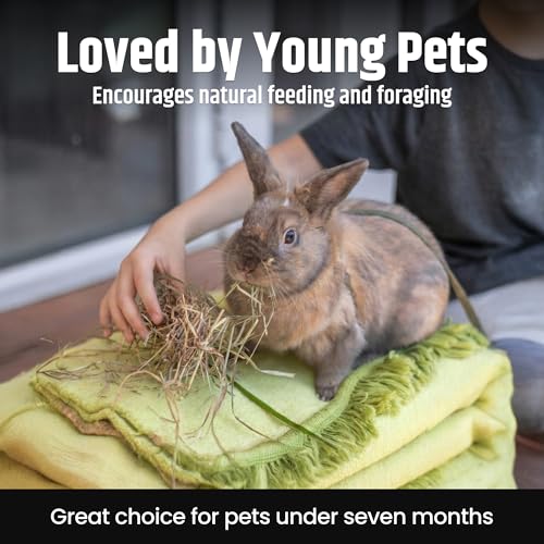 High Desert Alfalfa Hay for Young Rabbits and Guinea Pigs, 10 lb Box | Protein Rich Soft Leaf Forage, Ideal For Growing Kits And Nursing Mothers, Great Calcium Source, Hand Packed, Low Dust - size: 10 Pound (Pack of 1)