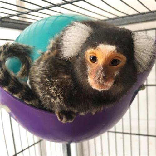 Exotic Nutrition Nap Nook - Unique Nest Pod Cage Accessory Toy - Use Grounded or Hanging - Sugar Gliders, Hamsters, Mice, Rats, Birds, Degus, Chinchillas, & Other Small Pets (Large) - size: Large