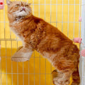 Cat Climbing Steps Scratching Tree - 2pcs Scratching Steps Sisal Hemp Cage Shelf Ladder Pets Perch Furniture Inside The cage with Install Screws (M) - size: M