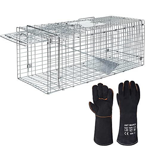 ANT MARCH 32'' Live Animal Cage Trap with Gloves Steel Humane Release | Rodent Cage Trap for Rabbits, Stray Cat, Squirrel, Raccoon, Mole, Gopher, Opossum, Skunk, Chipmunks, Groundhog