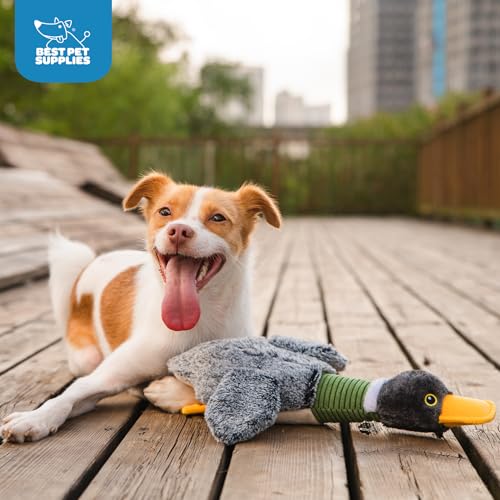 Best Pet Supplies Interactive Squeaky Dog Chew Toy, Ideal Dog Toys for Chewers, Small, Medium & Large Dogs, and Fetch Lovers - Mallard Duck Wing (Gray), Small - color: Mallard Duck Wing (Gray), size: Small
