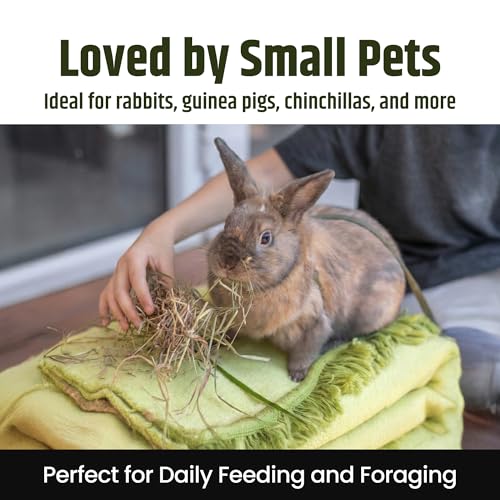 High Desert 2nd Cutting Timothy Hay for Rabbits, Guinea Pigs, 14 oz | Soft Leafy Texture With Balanced Fiber, Supports Healthy Digestion, Great For Chinchillas, Hand Packed in the USA, Low Dust - size: 14 Ounce (Pack of 1)